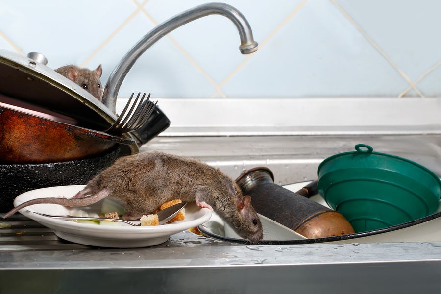 rat Infestation in sacramento