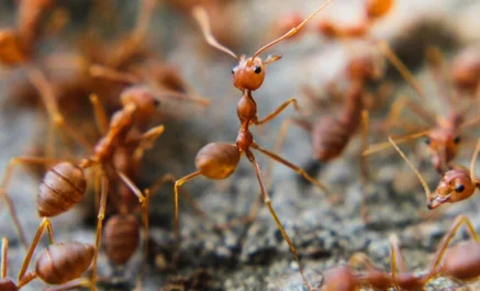 Ant Control