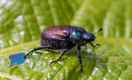 Beetle Control