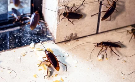 Cockroach Control