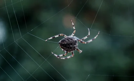 Spider Control