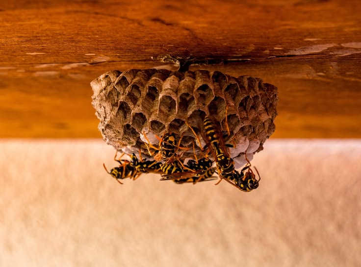 Bed Bug Control